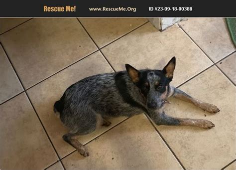 dog rescues in bakersfield ca.